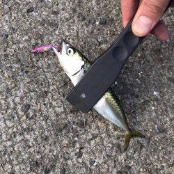 ジグサビキでアジ・サバ!