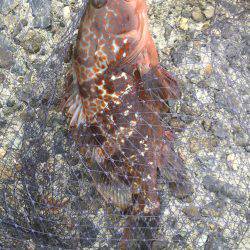 シーバスはどこに？