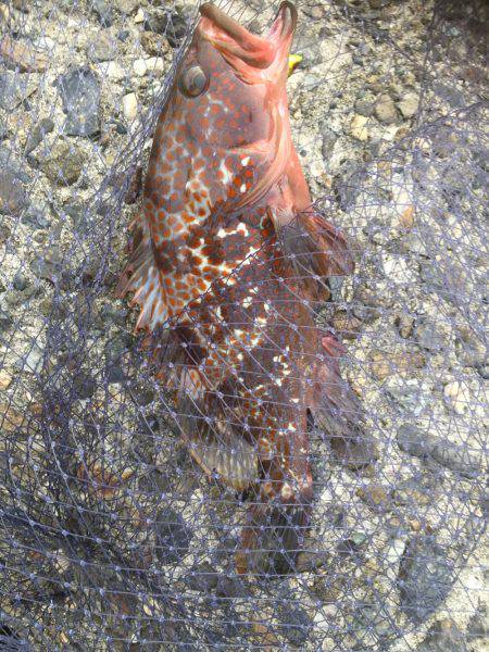 シーバスはどこに？