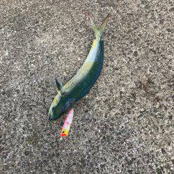 シイラトップゲーム