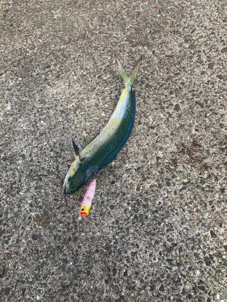 シイラトップゲーム