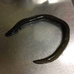 南港でチニング&うなぎ