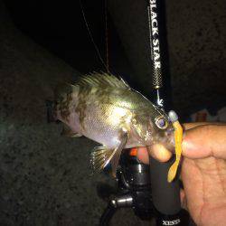 神明ライトエギング