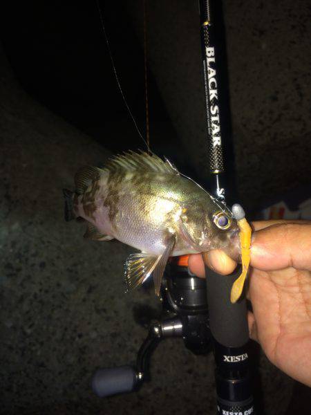 神明ライトエギング