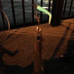 やっぱりタチウオは楽しい