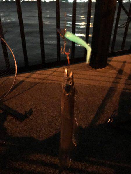 やっぱりタチウオは楽しい