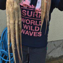 明石タコ大量ゲット！