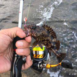 カサゴ釣れました！