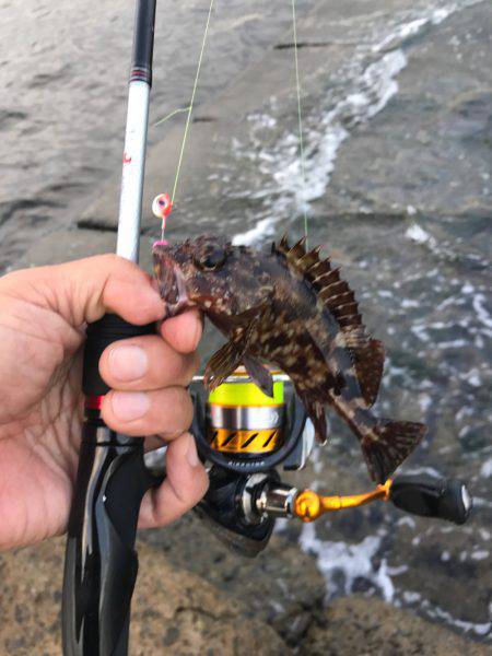 カサゴ釣れました！