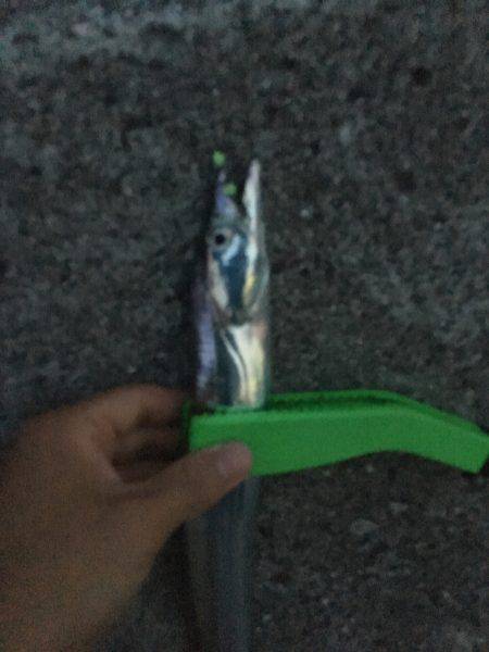 タチウオ 数は多い