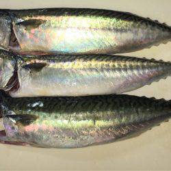 五目釣り&マイカ釣り