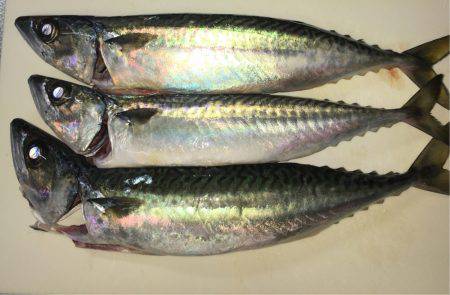 五目釣り&マイカ釣り