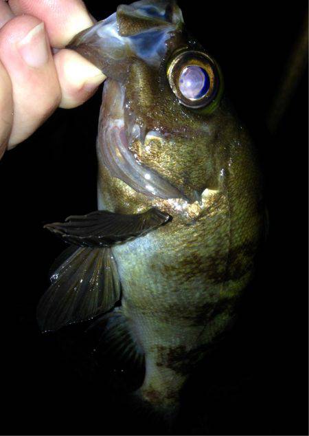 久しぶりのホーム