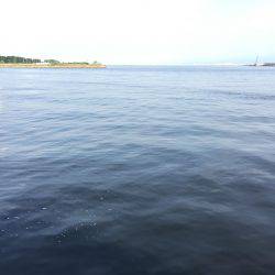 奥湾には回遊なし