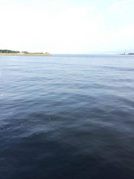 奥湾には回遊なし