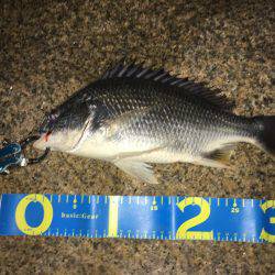 淀川ブリームゲーム シーバスタックル