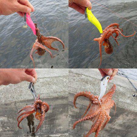 たまや渡船で沖堤防♪