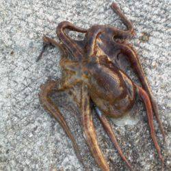 久しぶりの大物