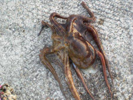 久しぶりの大物