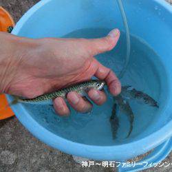 小サバ狙いで激渋