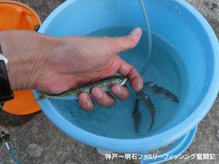 小サバ狙いで激渋