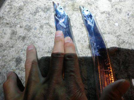 神戸空港ベランダにタチウオが来たー‼