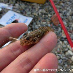 大キス狙いのはずが・・・まっいいか