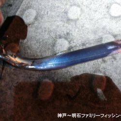 タチウオはどーしてる?