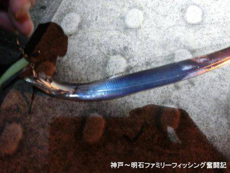 タチウオはどーしてる?