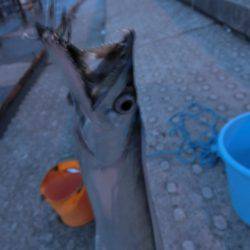 タチウオにダイソージグで挑戦