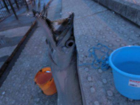 タチウオにダイソージグで挑戦