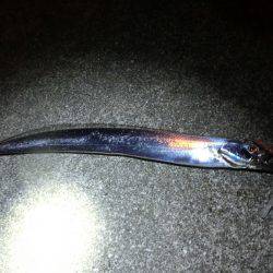 息子のタチウオ半デビュー