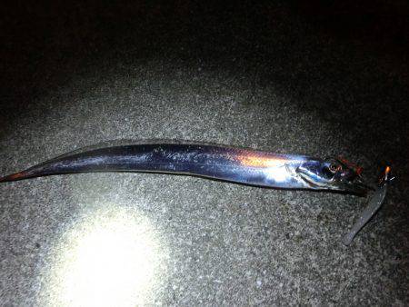 息子のタチウオ半デビュー