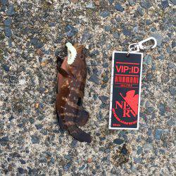 尺釣りたい、、、、、。