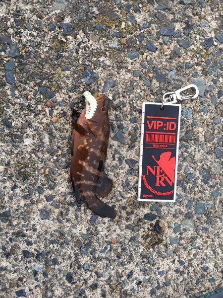 尺釣りたい、、、、、。