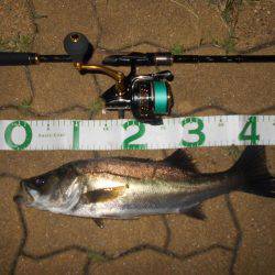 テトラ際のシーバスが好調♪