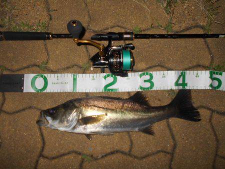 テトラ際のシーバスが好調♪