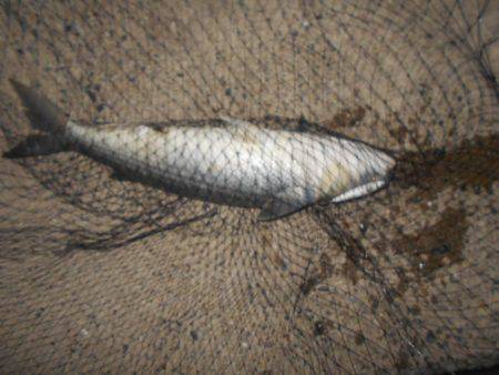 テトラ際でゴンッ♪