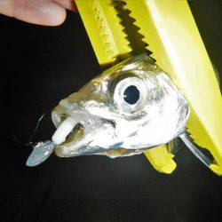 今夜もアジング