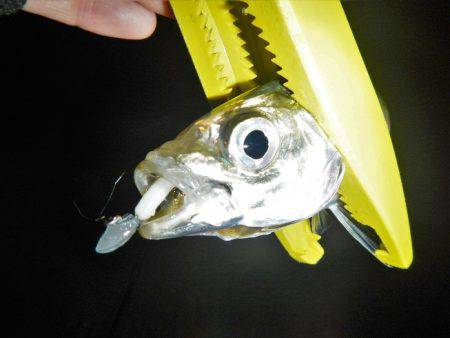 今夜もアジング