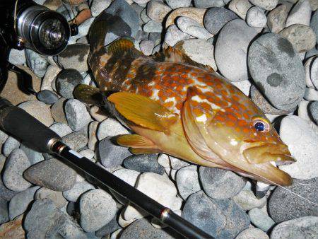 良い引きでした