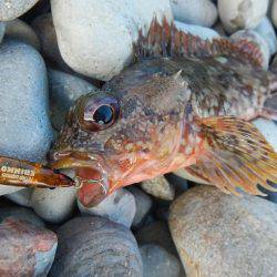 ゴロタでガシラ