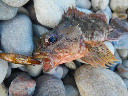 ゴロタでガシラ