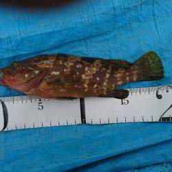 タコ時々アコウ