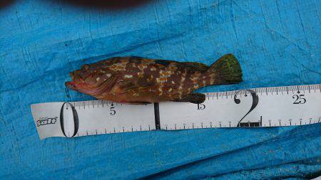 タコ時々アコウ