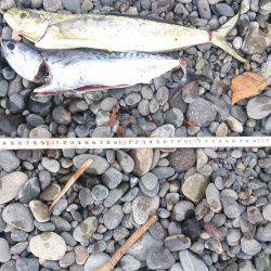 初めての沼津ショアジギ