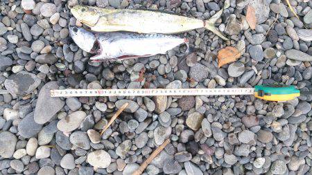 初めての沼津ショアジギ