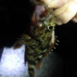 ポイントで交換した竿で！釣行。