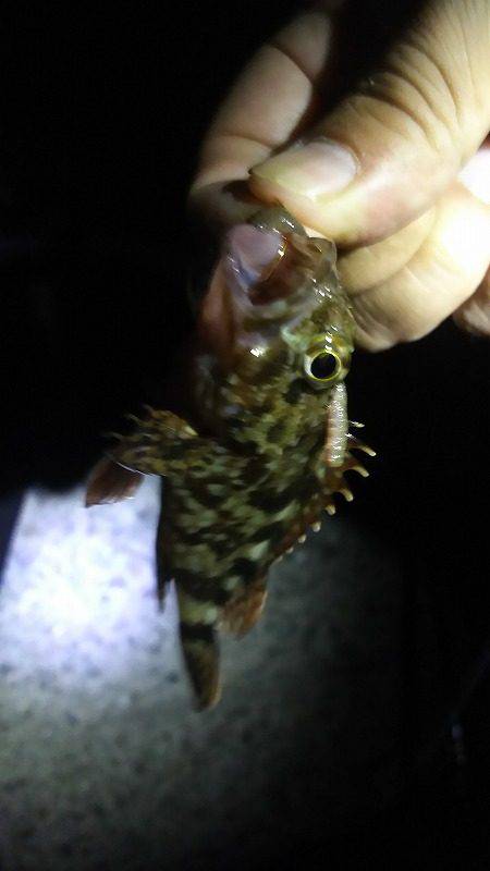 ポイントで交換した竿で！釣行。