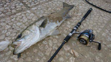 シーバスゲット